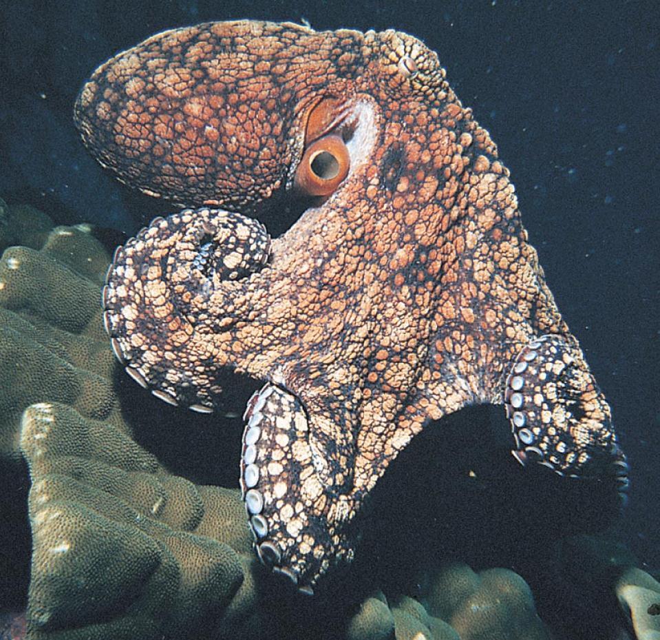 Classe Cephalopoda Reprodução Dioicos Fecundação interna Desenvolvimento direto Fêmeas colocam ovos e