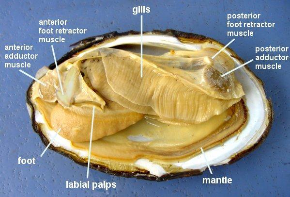 Fisiologia Trocas gasosas Moluscos aquáticos: brânquias Moluscos terrestres: cavidade do