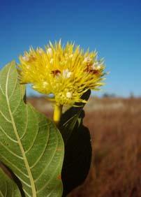 A flora do cerrado é rica e diversa com mais de 12,356 espécies (Mendonça et al., no prelo).