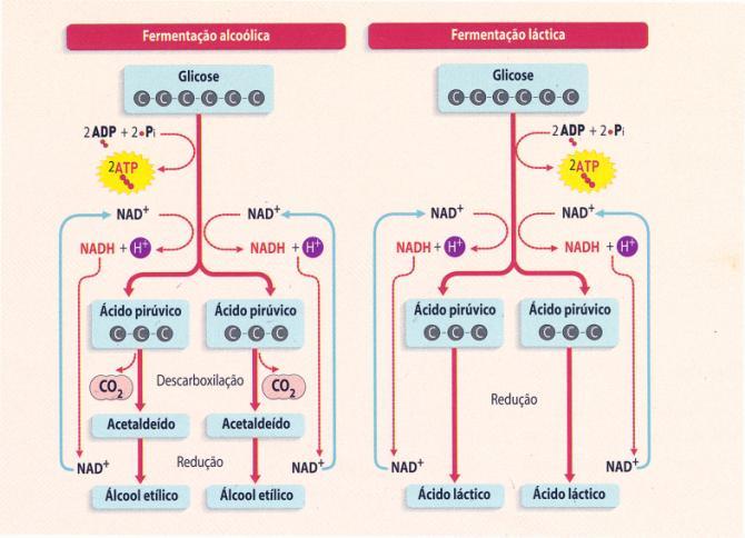 Etapa 2: redução do piruvato Redução do ácido pirúvico.