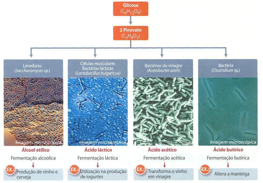 Processos fermentativos Uma diversidade de processos.