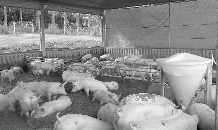 Criação de suínos sobre cama mantém desempenho produtivo e garante maior bemestar aos suínos