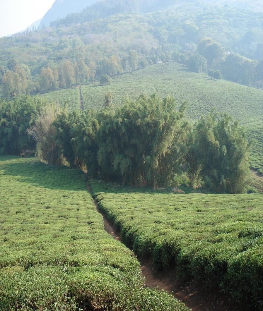 renováveis por igual período Taxa anual (por ha): Pecuaria MT 5.