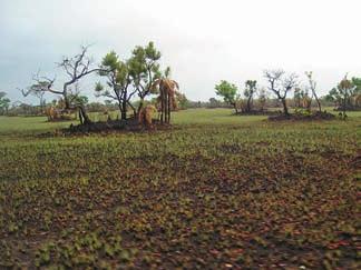 Murunduns 3 são morrinhos no meio desse campo, onde crescem murici, catulé, lixeira, cambuquinha, pequi-do-campo, tucum, buritirana, pixiricas.