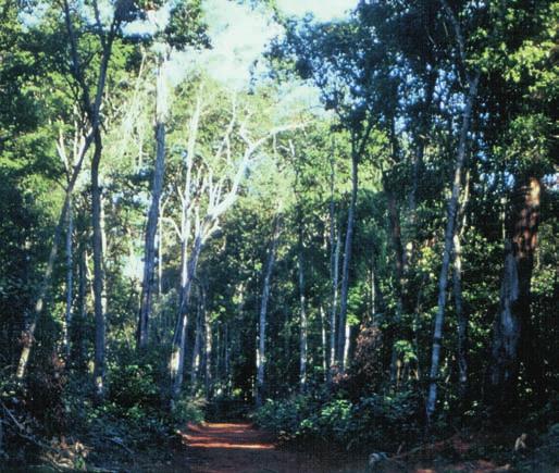 Tá na região da floresta? Use as árvores, arbustos e cipós que vão crescer bem no SEu SOLO. QuE MATO VAi FOrMAr? TÁ LOnGE d ÁGuA? Na terra firme, serra ou chapadão.