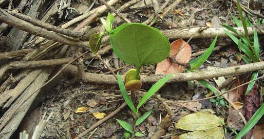 Como plantar árvores? Plante as sementes direto no chão, no seu local definitivo é o que os plantadores de árvores do Xingu-Araguaia provaram ser o melhor para a maioria dos tipos de árvores.