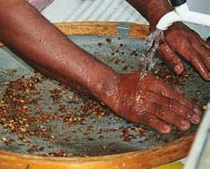 2 beneficie Como eu limpo essa semente? Frutas carnosas, bagas de casca mole: retire a polpa amassando os frutos de leve sobre uma peneira e lavando com água.