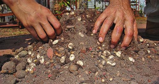 como PLAnTAr ÁrVOrES? 6. EiS A MuVucA de SEMEnTES Misture as sementes com terra, para que não fiquem por baixo só as sementes pequenas e por cima só as grandes. Está feita a muvuca para plantar.