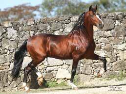 CAMPEÃO NACIONAL CAVALO MASTER DE MARCHA 2016 CAMPEÃO NACIONAL CAVALO GRADUADO 2015 CAMPEÃO