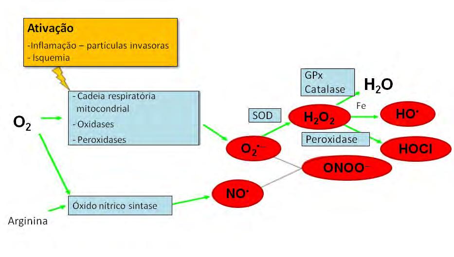 24 DAVID, 2006). Além disto, participa de reações que geram radical hidroxil (HO ), uma espécie de alta reatividade a biomoléculas.