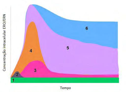 29 Na Figura 3 estão representadas esquematicamente diferentes concentrações intracelulares de ER, refletindo situações de estresse oxidativo.