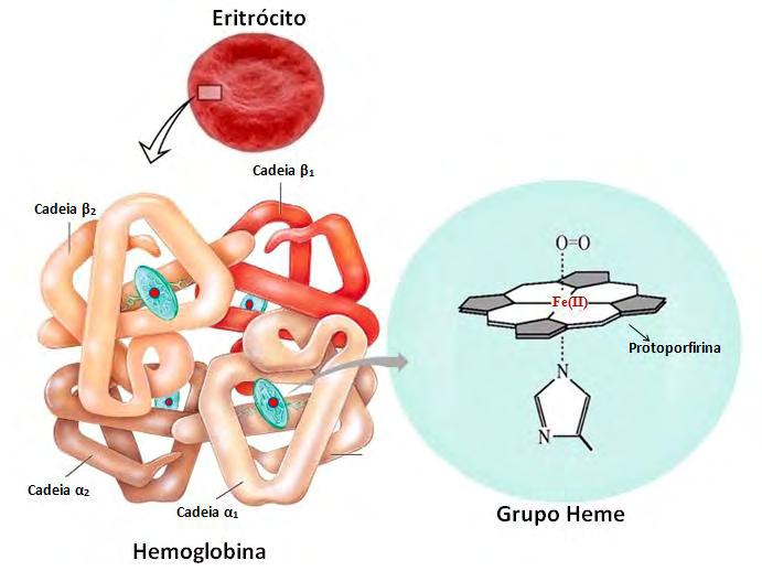 33 (Figura 6) que, diferente da forma reduzida, não tem capacidade de transportar oxigênio (ARBOS et al., 2008).