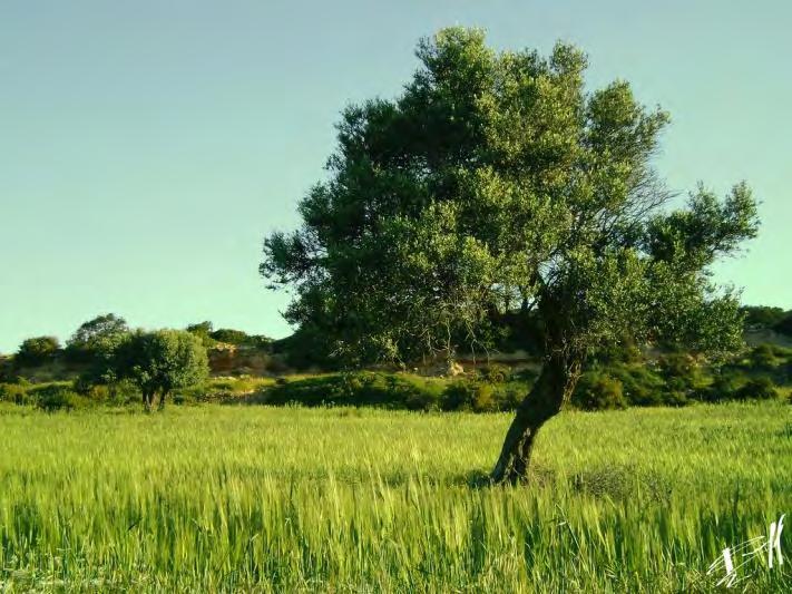 38 International Olive Council (IOC) (2015), a produção mundial estimada de óleo de oliva entre 2014/2015 é de 2,4 milhões de toneladas, sendo que aproximadamente 60 % é produzido por países da União