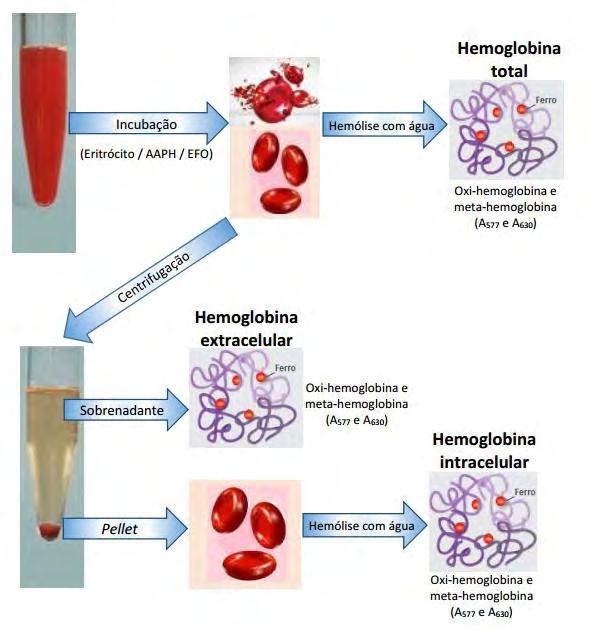 65 Figura 26 Esquema ilustrativo do procedimento de determinação de oxi-hemoglobina e metahemoglobina no ensaio total, no sobrenadante e no pellet Para determinação da hemoglobina total, a hemólise