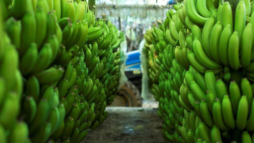14 AGRICULTURA Banana