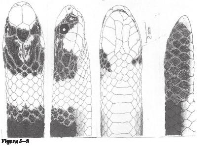 Introduction The examination of the snakes specimens in the exposition gallery of the Instituto Pinheiros, São Paulo, revealed some specimens determined as Apostolepis assimilis (Reinhardt 1861), but
