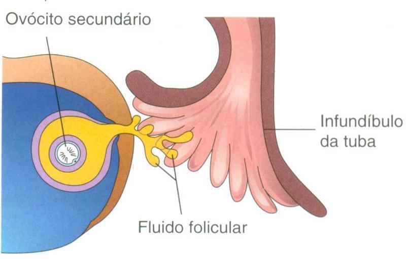 enzimática da parede