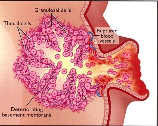 intrafolicular Possível contração do músculo liso da