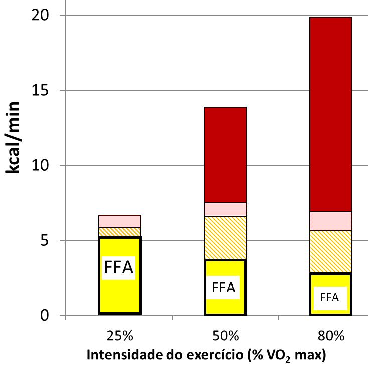 Em exercícios de baixa intensidade os ácidos gordos plasmáticos (FFA) são o principal combustível dos músculos em exercício aeróbico.