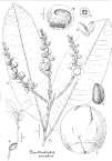 Chrysobalanaceae Leguminosae