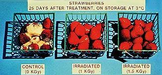 Raios gama em morangos 25 dias após tratamento estocados a 3 C Controle (0 KGy)