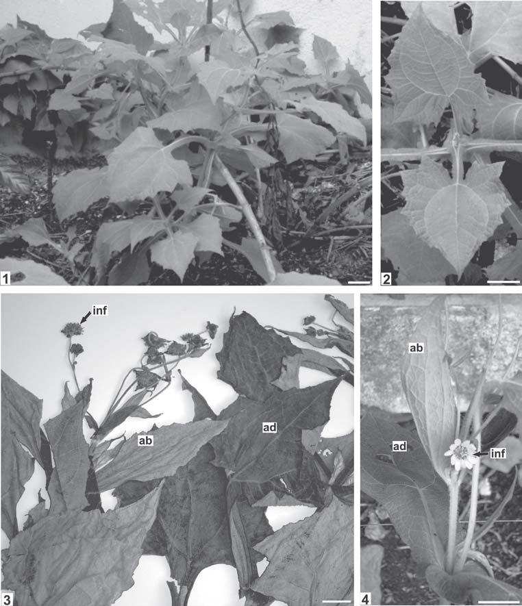 Smallanthus sonchifolius (Poepp.) H. Rob. (yacón) 159 FIGURAS 1-4 - Smallanthus sonchifolius (Poepp.) H. Rob.: 1. Aspecto geral no hábito; 2. Detalhe das folhas; 3. Material herborizado; 4.