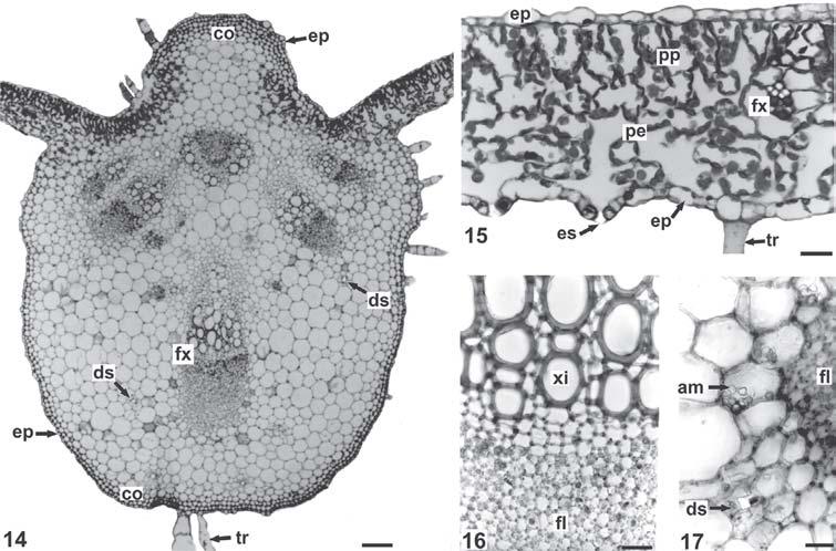 Smallanthus sonchifolius (Poepp.) H. Rob. (yacón) 161 FIGURAS 14-17 - Smallanthus sonchifolius (Poepp.) H. Rob. folha, em secção transversal: 14. Nervura central e parte da região internervural; 15.
