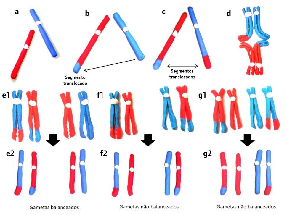MATERIAIS DIDÁTICOS tanto segmentos cromossômicos nulissômicos quanto dissômicos (Figuras 4f1 e 4g1).