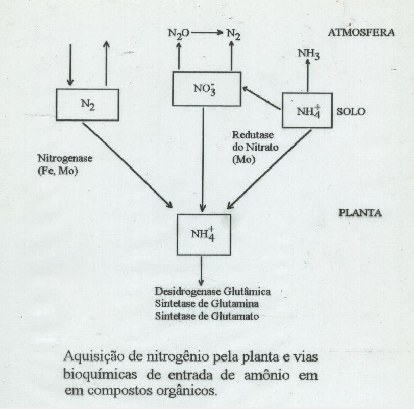 Importância do Mo na