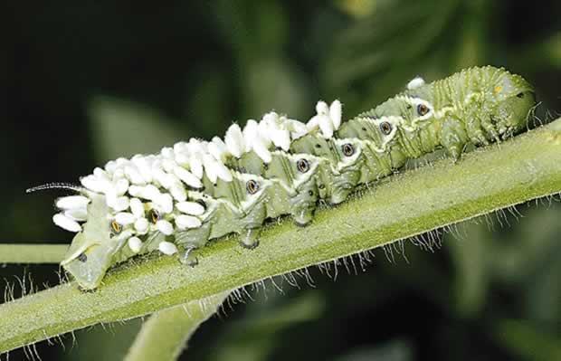 PARASITÓIDES Insetos que ovipositam sobre um inseto; A larva do parasitóide se desenvolve no interior ou superfície do hospedeiro; A larva pode