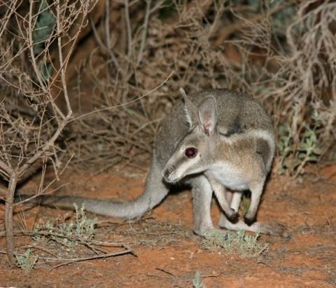 SOIL DISTURBANCE Marsupiais