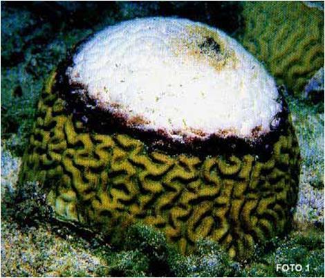 Branqueamento dos corais Simbiose Algas e corais Aumento da