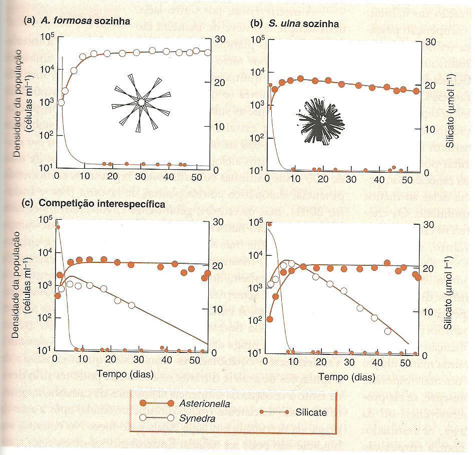 Competição Protistas - Diatomáceas Tilman et al. 1981.