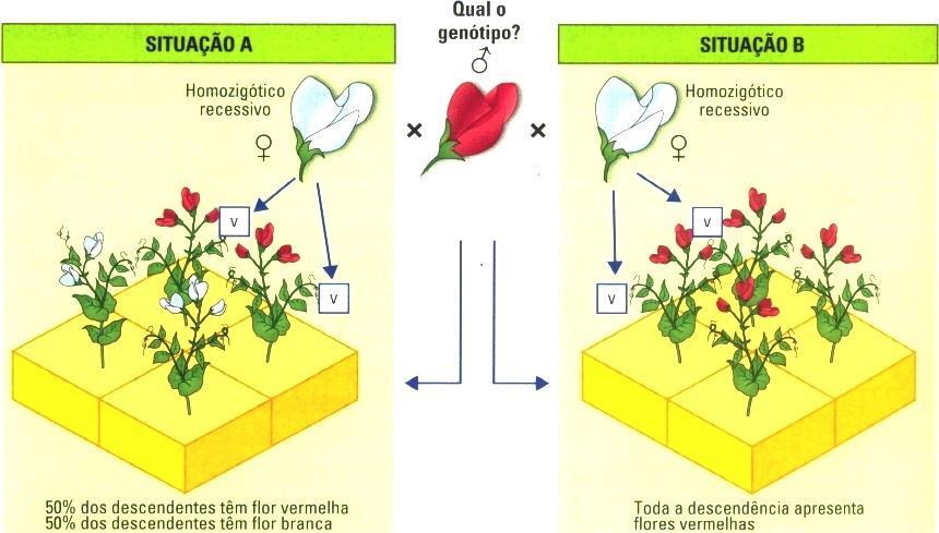 2 Observe a figura 2 e responda às questões. 2 Figura 2 2.1 Indique os genótipos das plantas que contribuem com os gâmetas femininos nos dois cruzamentos. 2.2 A partir da análise da descendência nos dois cruzamentos, que genótipos atribui, respetivamente, ao progenitor masculino em cada uma das situações?