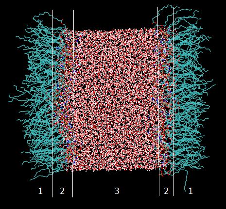 Fig. 2: Filmes de Langmuir de DPPE (1) cauda apolar (2) interface cabeça polar/água (3) água Todas as simulações foram realizadas no software GROMACS [4], utilizando o campo de força Gromos53A6.