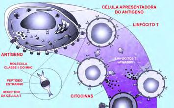 Resposta imune Ações Imunossupressoras do