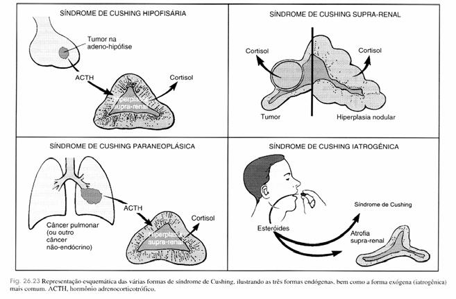 Hormônios da Adrenal: