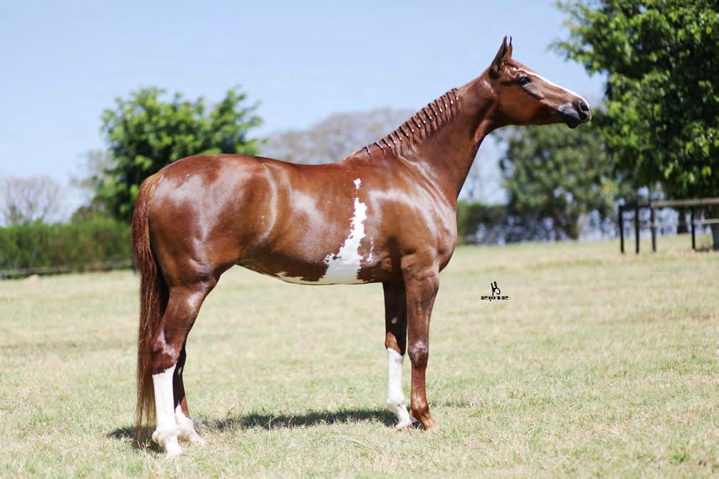 03 GRAÇA NLB X QUARTZO JES Raça: Mangalarga - GRAÇA NLB GRAÇA NLB QUARTZO JES Lote interessantíssimo do leilão, o cruzamento que deu certo no Haras, Graça em Quartzo é sempre certeiro, pois desse