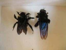 4 (mímico); d) Abelha Megachilidae (padrão) e díptero Stratyomiidae sp.