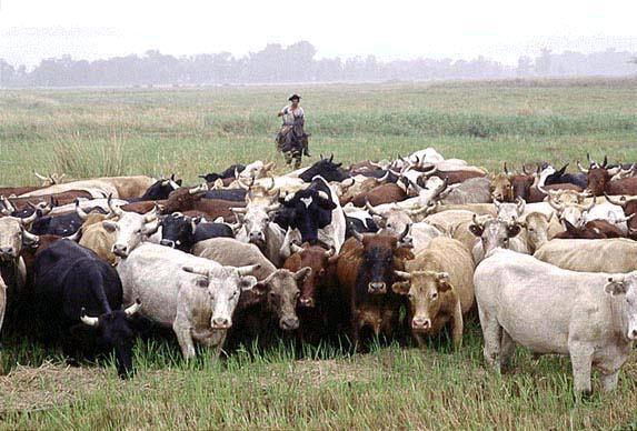 escarpas, planícies e depressões) Massa de ar frio - mpa Mata de Araucária (Pinheiro Paraná)