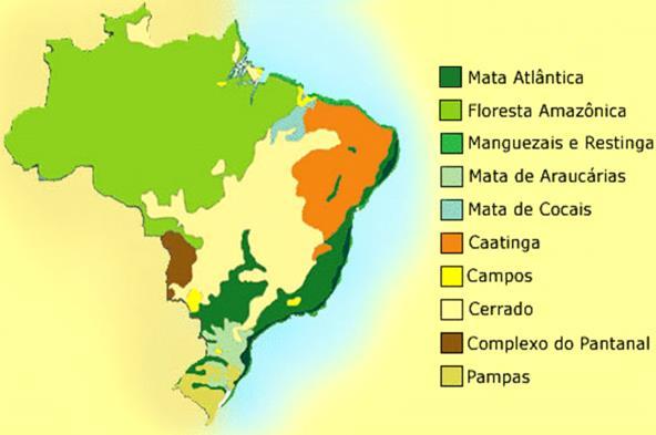 Sertão Araucárias Planalto subtropicais com