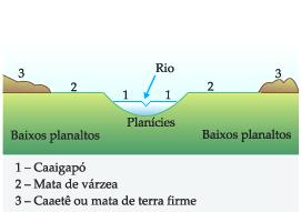 setentrional da América do Sul (Brasil, Guianas, Venezuela, Colômbia, Bolívia, Equador, Peru e Suriname); Obs: bioma menos