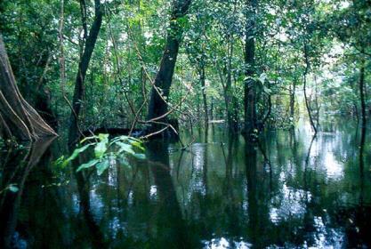 (Hiléia Amazônica) Igapó ou caaigapó, diretamente