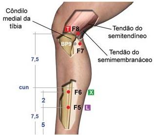 F2 [9] = F8 Fígado (YIN) Fígado, Olhos, Músculos, Órgãos Reprodutores e Músculos Intercostais F2 9 (F8) Tonificação Tonturas, incontinência, perda de visão, desalento,ânus decaídos, dorso, diminuição