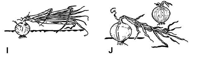 Fases de crescimento da cebola* 1º ano: Fase vegetativa (semente-a-bulbo) Semeio direto A Semente no solo após o semeio; B Início da emergência; C Aparecimento da 1 ª folha verdadeira; D Senescência