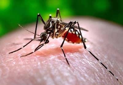 Introdução 2002 Programa Nacional de Controle do Dengue (MS) 2