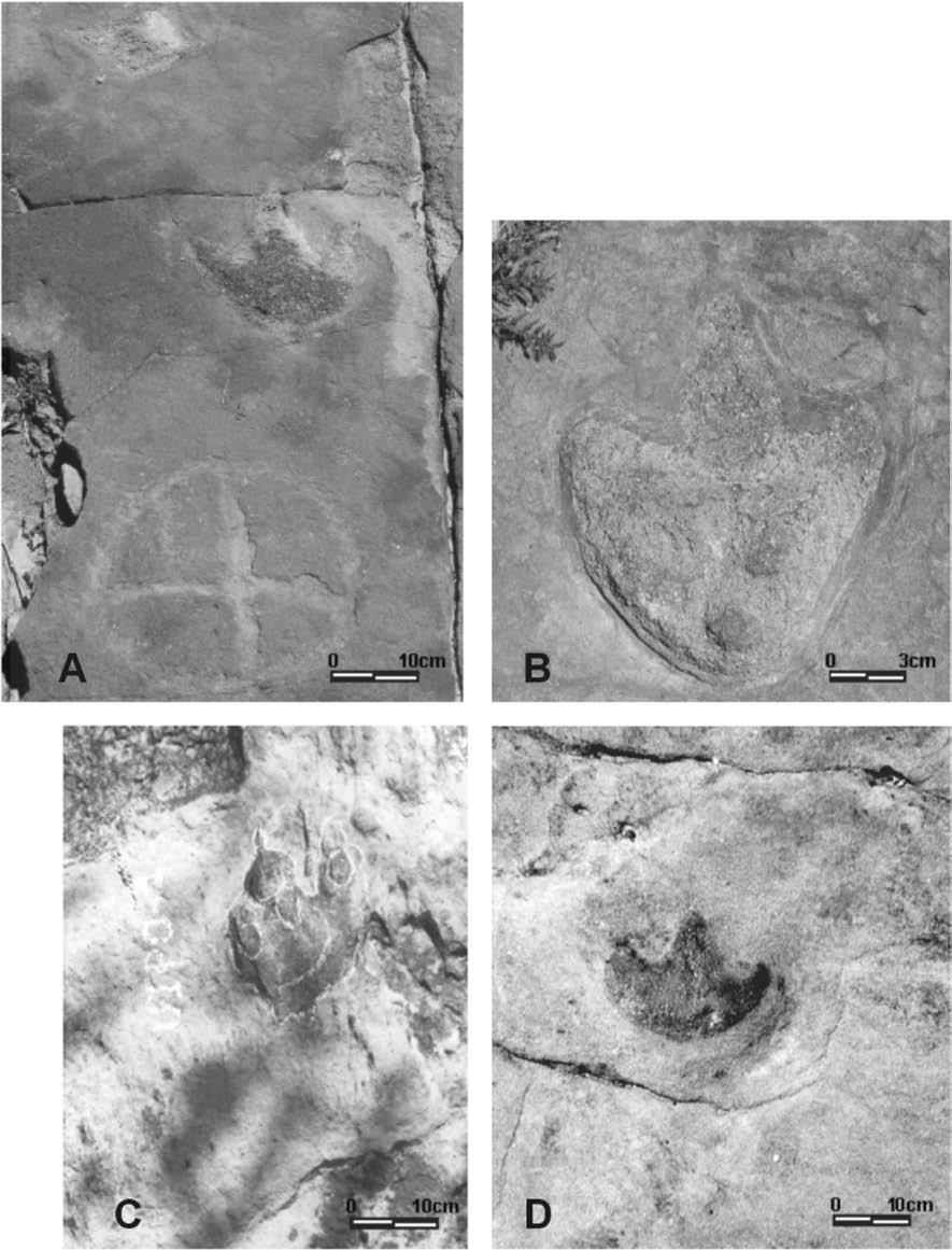 314 I. S. CARVALHO FIG. 2. Dinosaur footprints from alluvial fan and braided fluvial systems.