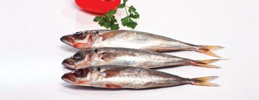 Scabbardfish / Seabream