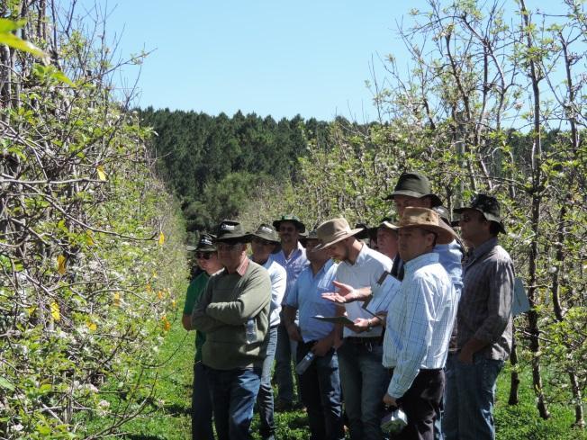 Nesse ciclo produtivo, a Estação Experimental de Fruticultura de Clima Temperado/Embrapa Uva e Vinho está realizando experimentos para a avaliação da eficiência de uso de diferentes indutores de