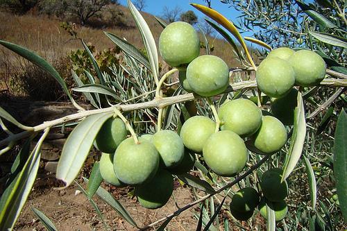 Prunóideas Pistaceira Sistemas